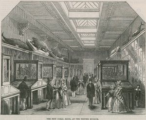 La nouvelle salle des coraux au British Museum - English School