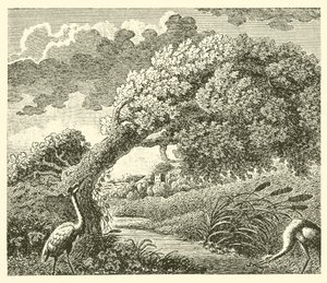 Le chêne et le roseau - English School
