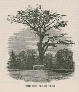 Le vieux cèdre, Holland House - English School
