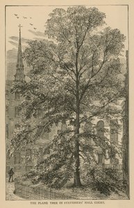 Le platane dans la cour de Stationers Hall - English School