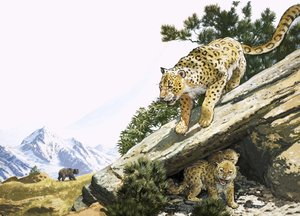 Le léopard des neiges