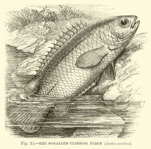 Le soi-disant poisson grimpeur, Anabas scandens