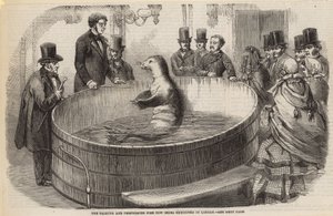 Le poisson parlant et performant actuellement exposé à Londres - English School