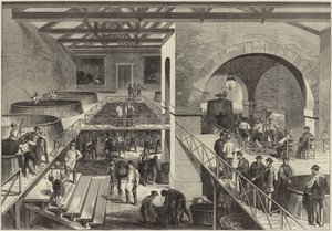 La vendange du Médoc - English School