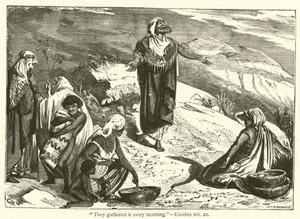 Ils le ramassaient chaque matin, Exode, xvi, 21 - English School