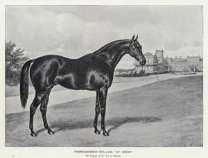 Étalon pur-sang "St Simon" - English School