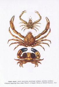 Trois crabes, Nature en Grande-Bretagne publiée par Collins