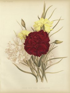 Trois nouveaux œillets d