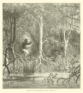 À travers les mangroves, Nouvelle-Calédonie - English School