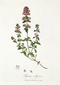 Thym, Thymus vulgaris, publié par le Dr Woodville
