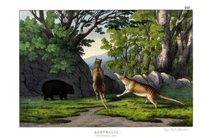 Loup Tigre - English School
