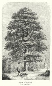 Tilia Europaea, le tilleul (gravure) - English School