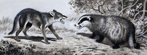 Dent et griffe : Animaux en combat - English School