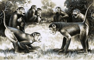 À dents et à griffes : troupes de singes - English School