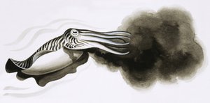 Dent et griffe : Armes de guerre. Seiche