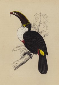 Toucan - English School