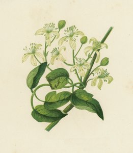 Clematis Vitalba (Clématite des haies) - English School