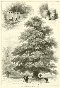 Les arbres et leurs usages, le châtaignier - English School