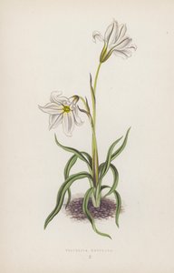 Triteleia Uniflora (lithographie en couleur)