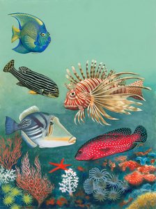 Poissons tropicaux