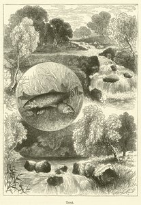 Truite (gravure)