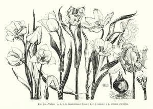 Tulipes ; même fleur cramoisie ; jaune ; cramoisie ; blanche - English School