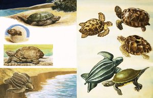 Tortues - English School