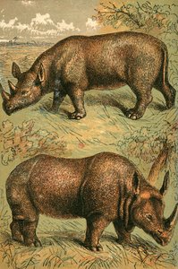Rhinocéros à deux cornes et rhinocéros à une corne - English School