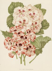 Deux nouveaux pélargoniums (lithographie couleur)