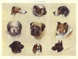Types de chiens britanniques