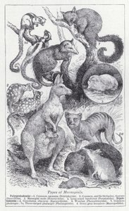Types de marsupiaux - English School