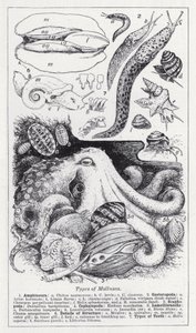 Types de mollusques - English School