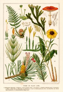 Types de vie végétale (lithographie en couleur) - English School