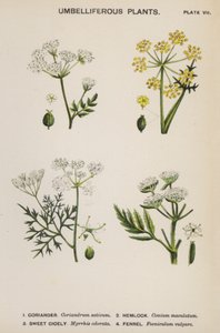 Plantes Ombellifères (lithographie en couleur) - English School