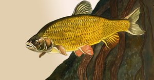 Poisson non identifié