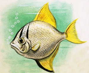 Poisson non identifié