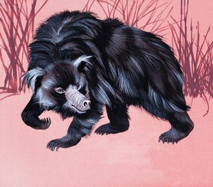 Animal poilu non identifié - English School