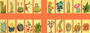 Montage non identifié de cactus - English School