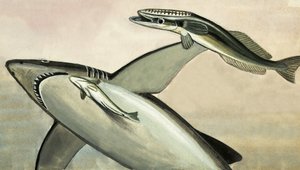 Requin et poisson non identifiés - English School