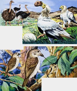 Habitudes alimentaires inhabituelles des oiseaux - English School
