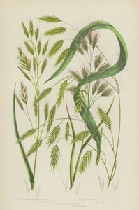 Brome dressé, Brome des bois velu, Brome annuel dressé