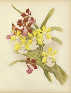 Vanda insignis et var scroederiana