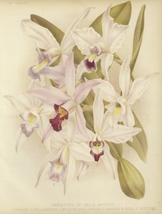 Variétés de Laelia anceps