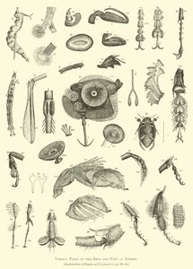 Diverses parties des pattes et des pieds des insectes - English School