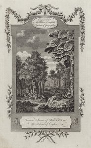 Diverses espèces de singes dans l