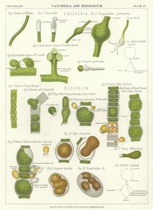 Vaucheria et Oedogonium