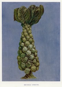 Guide du cultivateur de légumes : Choux de Bruxelles - English School