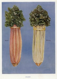 Guide du cultivateur de légumes : Céleri - English School
