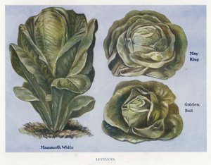 Guide du cultivateur de légumes : Laitues - English School