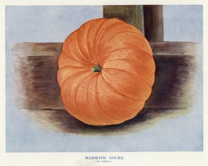 Guide du cultivateur de légumes : Courge géante ou citrouille (lithographie en couleur)